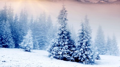 زمستان-کاج-درخت کاج-برف-طبیعت